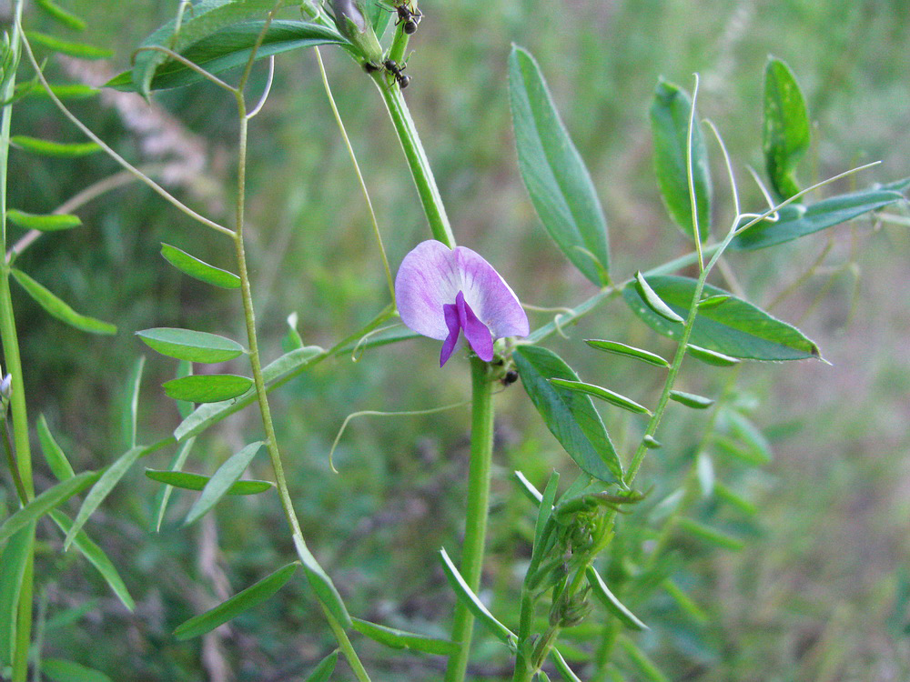 Изображение особи Vicia angustifolia.