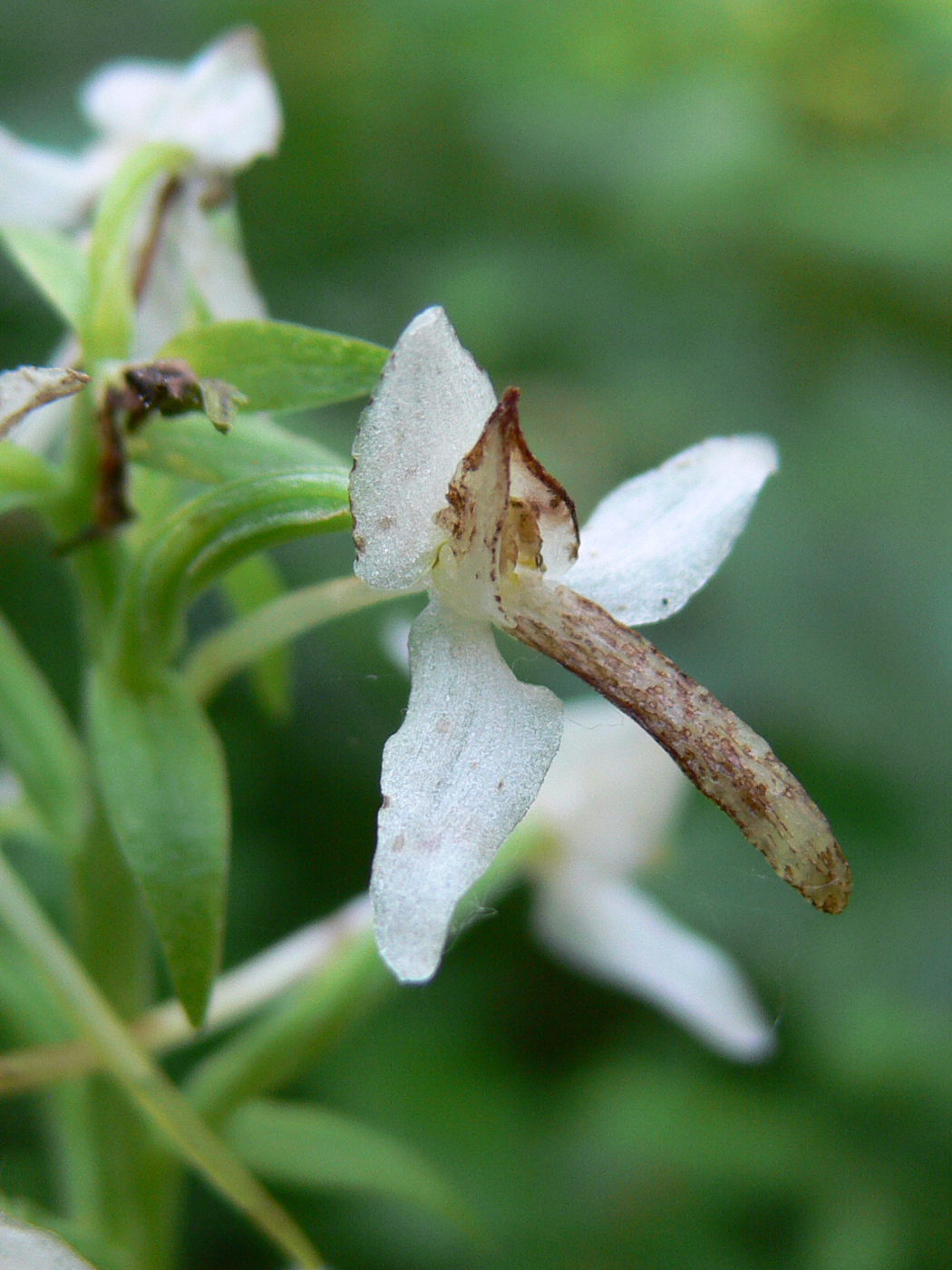 Изображение особи Platanthera bifolia.