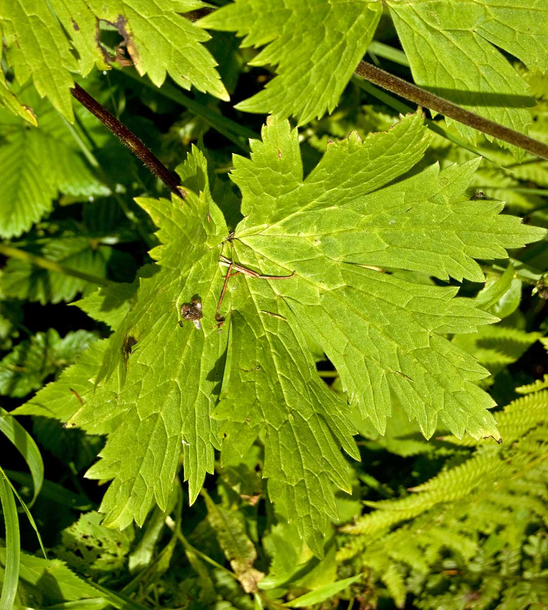 Image of Aconitum septentrionale specimen.