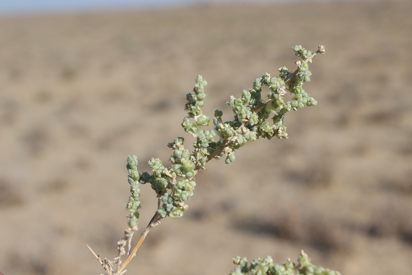 Изображение особи Salsola incanescens.