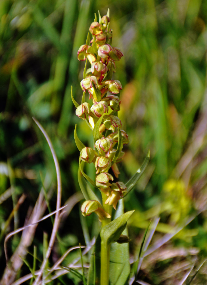 Image of Dactylorhiza viridis specimen.