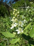 Rubus canescens