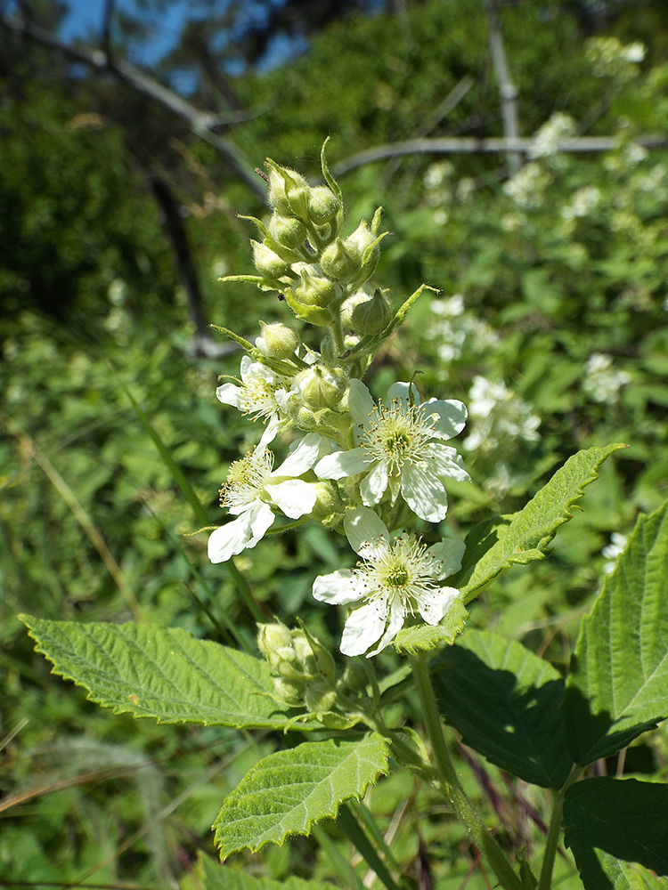 Изображение особи Rubus canescens.