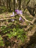 Cardamine quinquefolia. Цветущее растение. Крым, Бахчисарайский р-н, дубовый лес по дороге к Сюйреньской крепости. 07.05.2009.