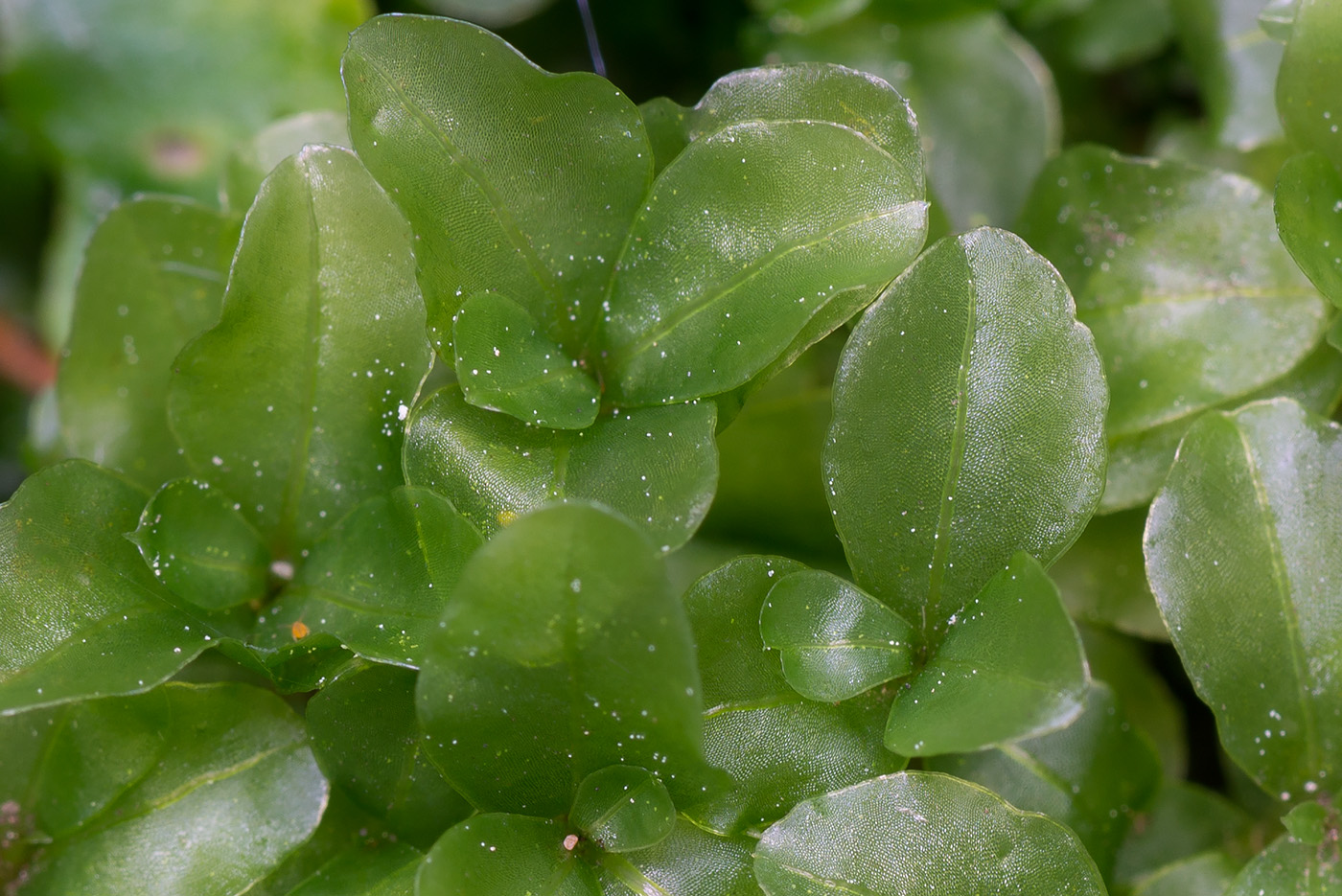 Изображение особи Rhizomnium punctatum.