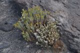 familia Asteraceae. Цветущие и плодоносящие растения. Боливия, берег оз. Эдионда, ≈ 4100 м н.у.м. 18.03.2014.
