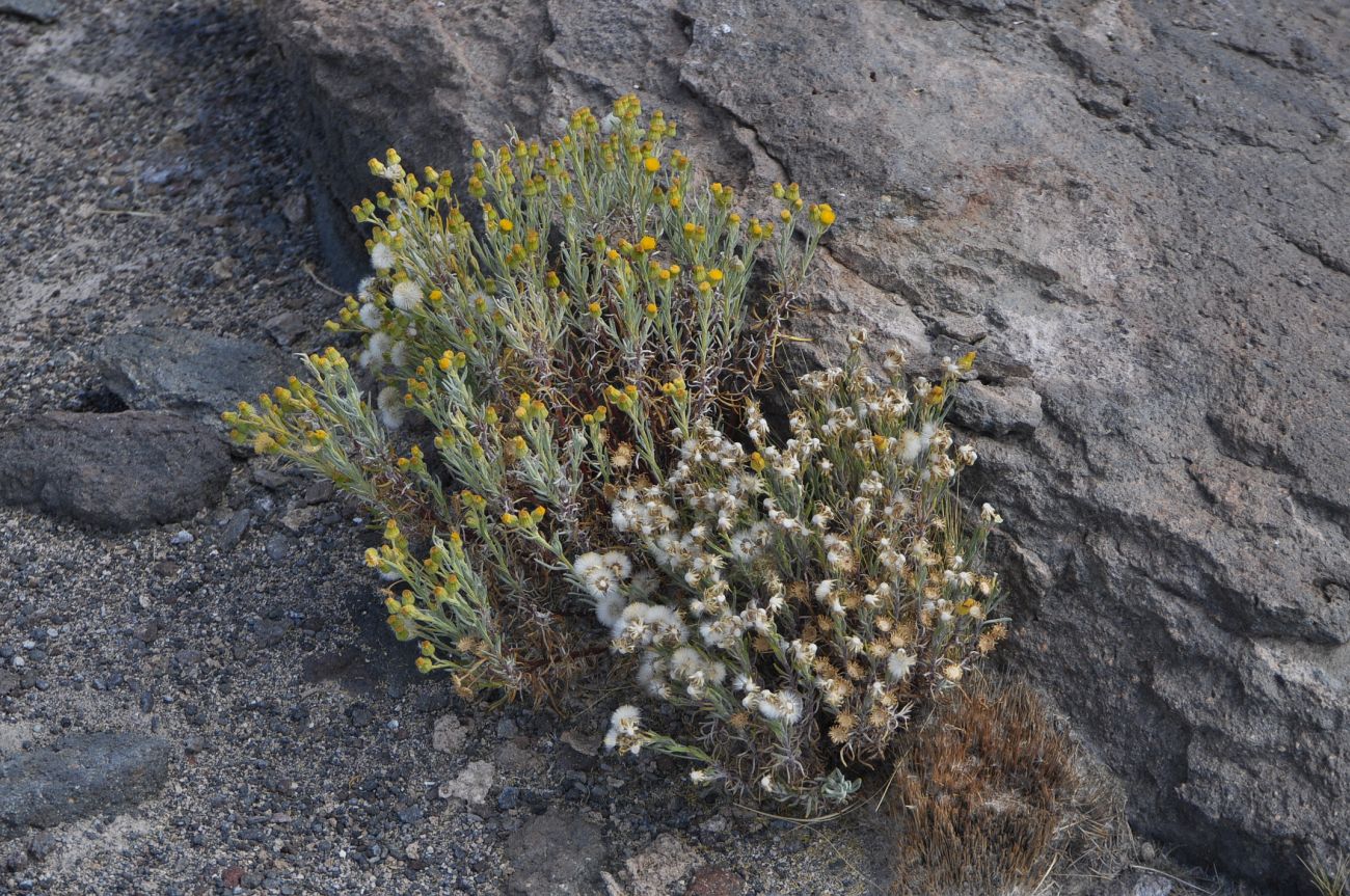 Изображение особи семейство Asteraceae.