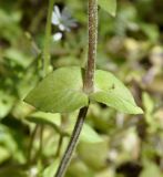 Stellaria subspecies cupaniana