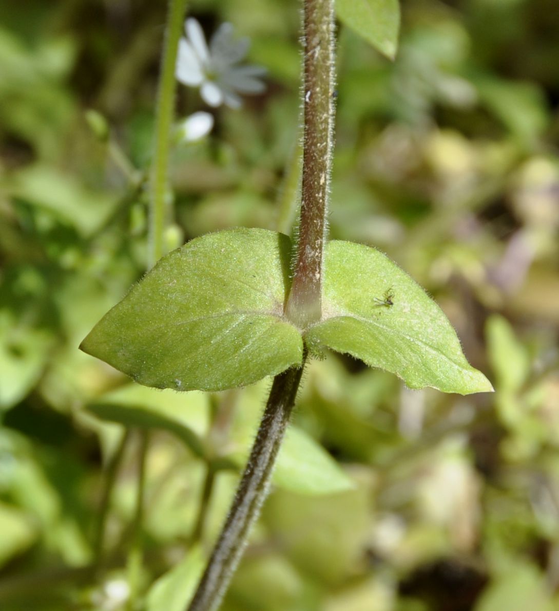 Image of Stellaria media ssp. cupaniana specimen.