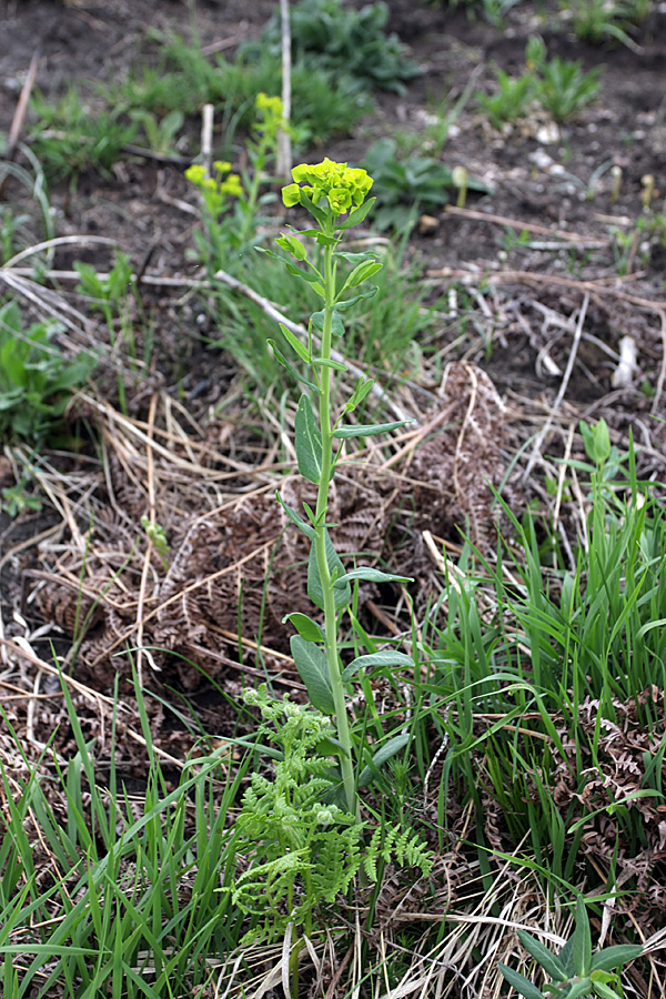 Изображение особи Euphorbia iberica.