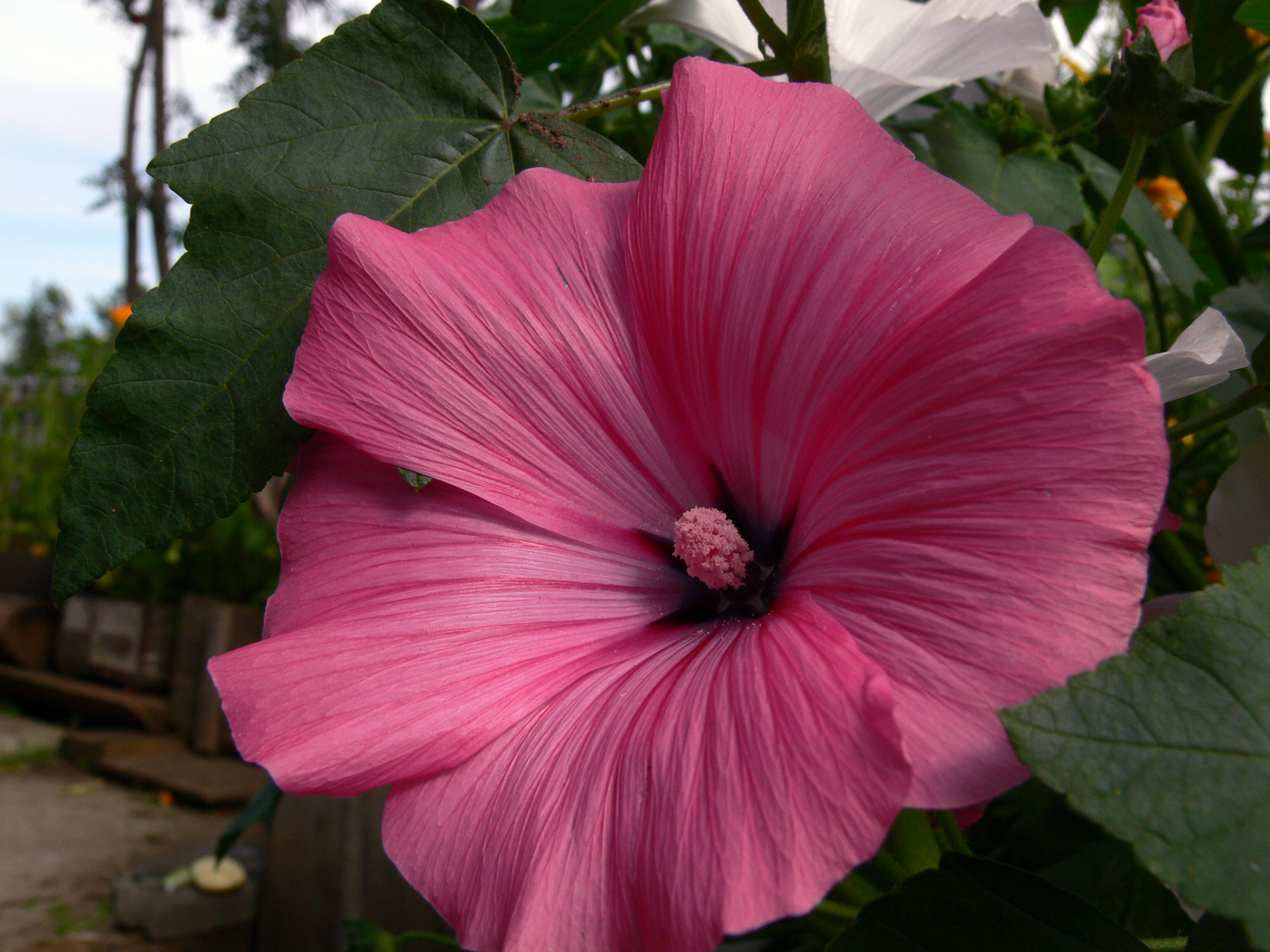 Image of Malva trimestris specimen.