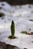 Veratrum lobelianum