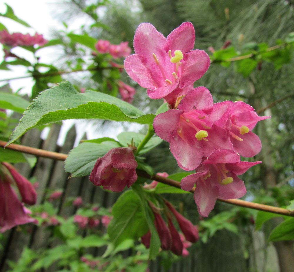 Image of Weigela praecox specimen.