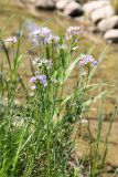 Cardamine pratensis