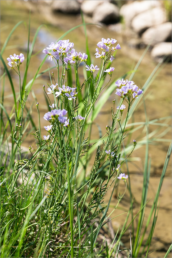 Изображение особи Cardamine pratensis.