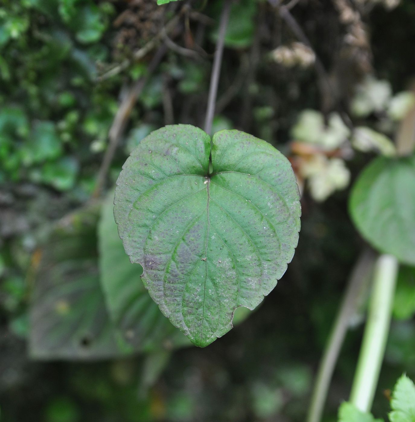 Image of genus Viola specimen.