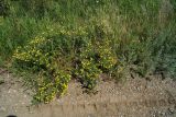 Potentilla canescens