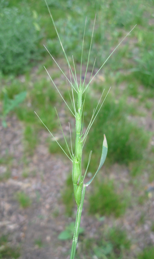 Изображение особи Aegilops triuncialis.