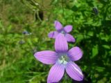 Campanula patula. Цветок с аномальной окраской. Тверская обл., Весьегонский р-н, с. Чистая Дуброва, низкотравный луг. 12 июля 2018 г.