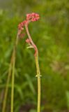 Heuchera sanguinea. Верхушка бутонизирующего побега. Пермский край, пос. Юго-Камский, частное подворье, в культуре. 16 июня 2018 г.