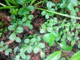 род Salix