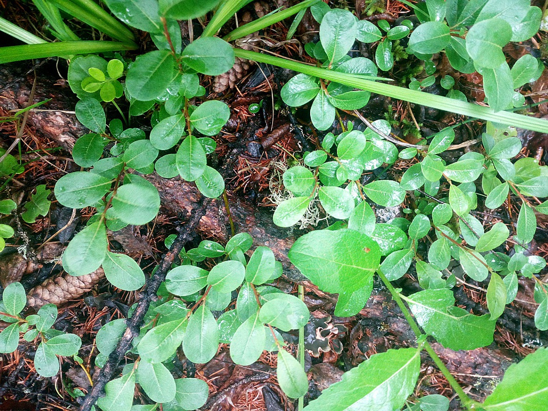 Image of genus Salix specimen.