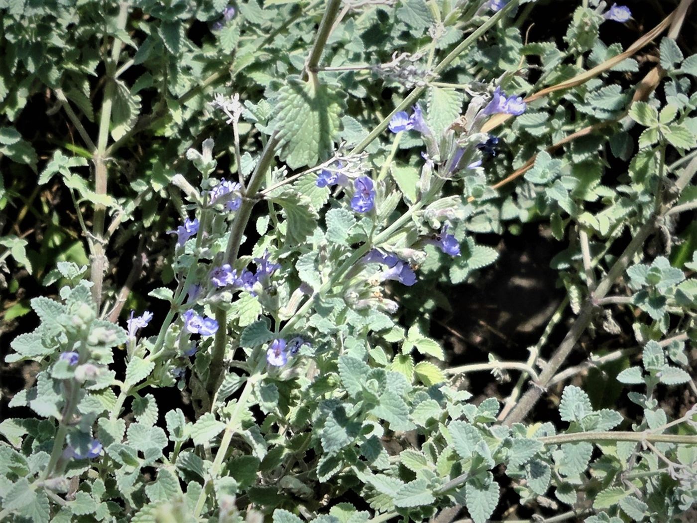 Image of genus Nepeta specimen.