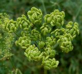 Heracleum sibiricum