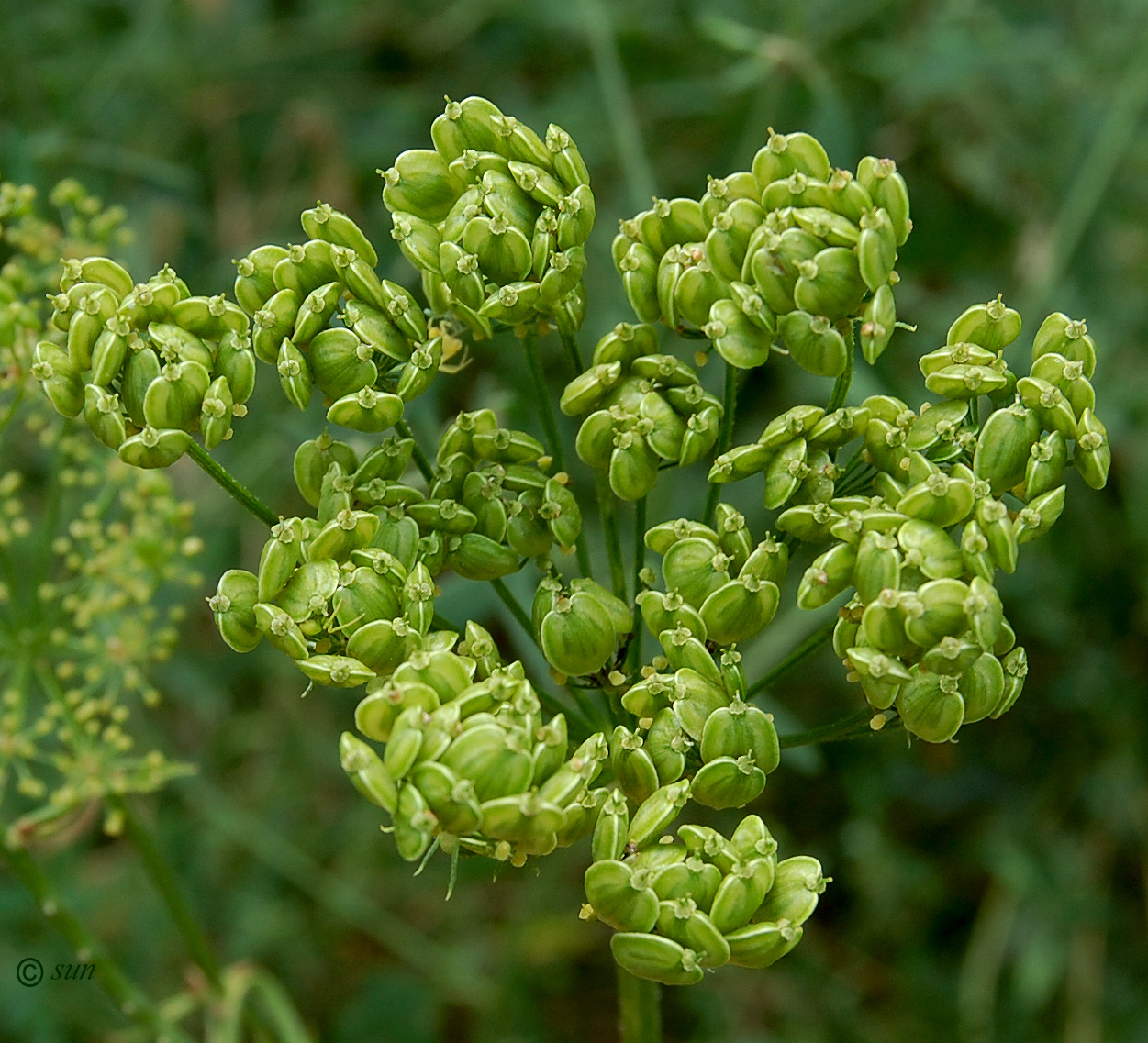 Изображение особи Heracleum sibiricum.