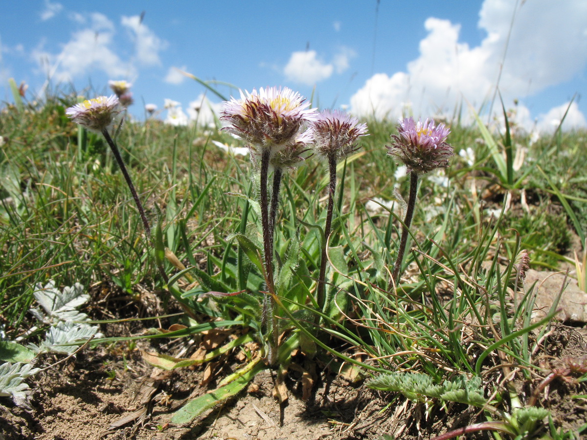 Изображение особи Erigeron lachnocephalus.