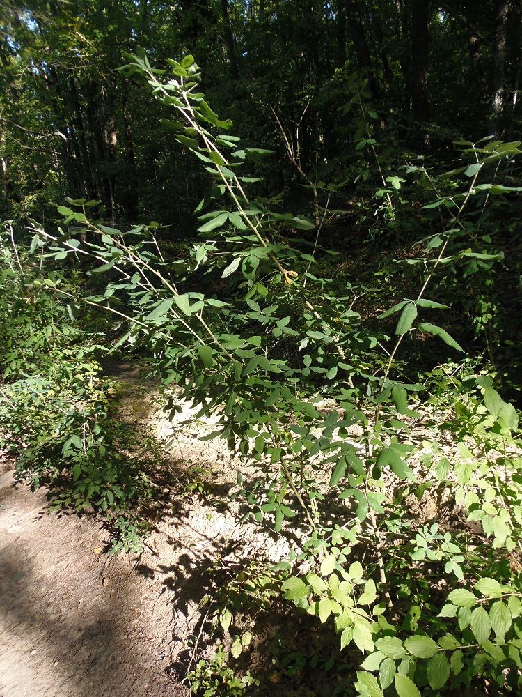 Image of Laburnum anagyroides specimen.