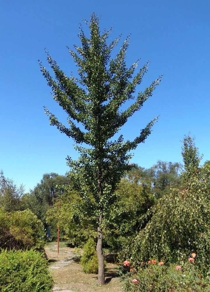 Image of Ginkgo biloba specimen.