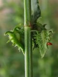 Rumex pulcher. Плоды. Крым, Севастополь. 3 июня 2010 г.