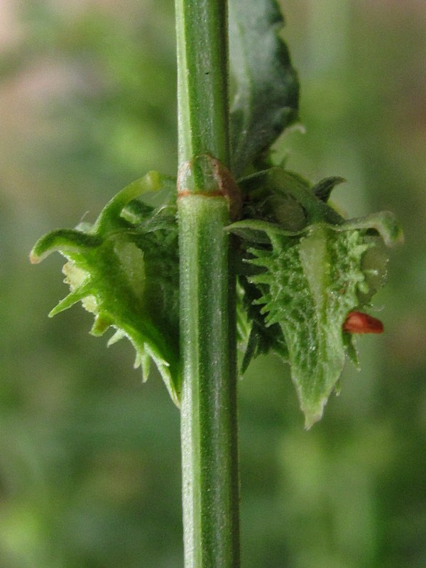 Image of Rumex pulcher specimen.