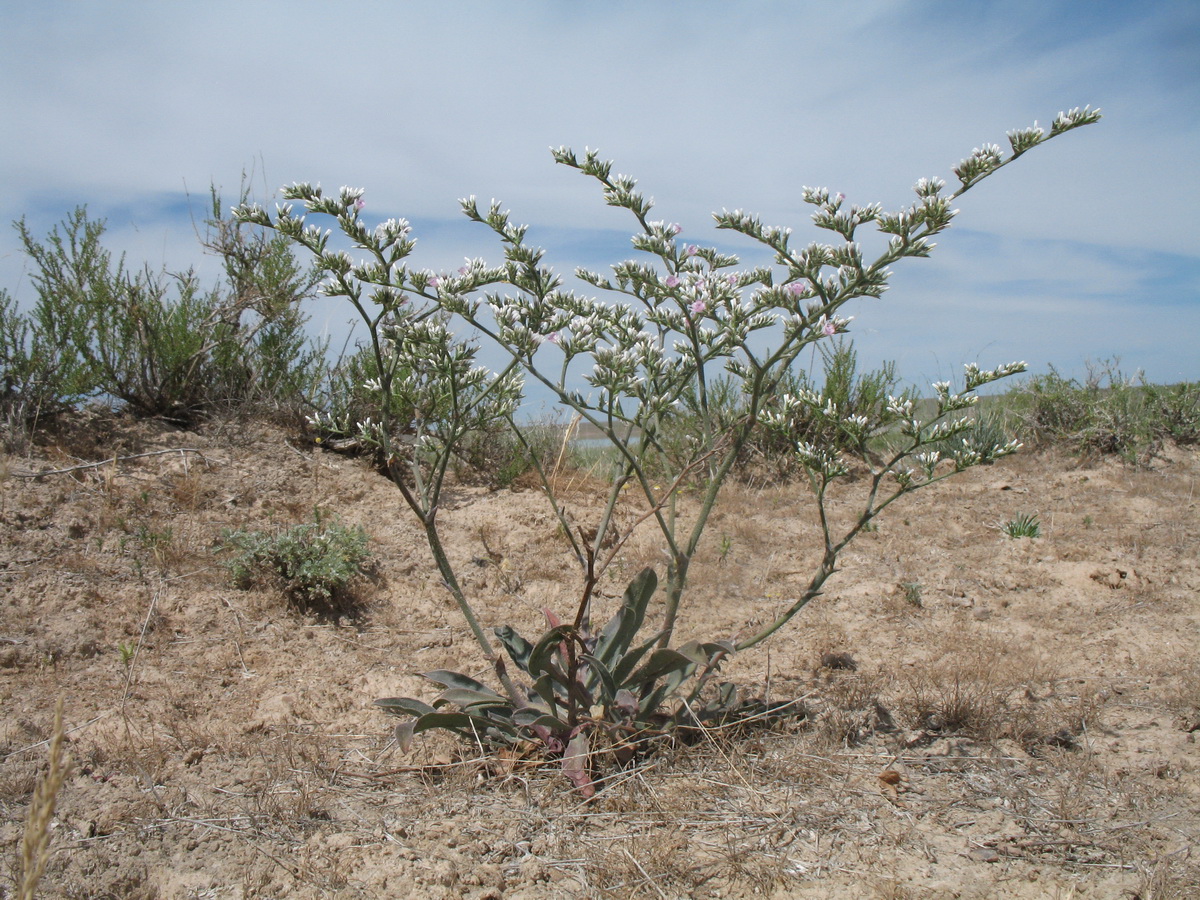 Image of Goniolimon callicomum specimen.