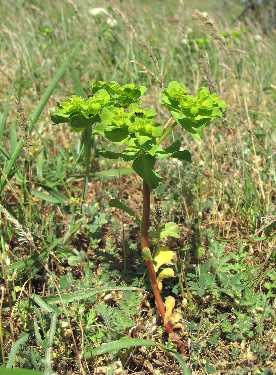 Изображение особи Euphorbia helioscopia.