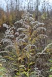 Solidago canadensis