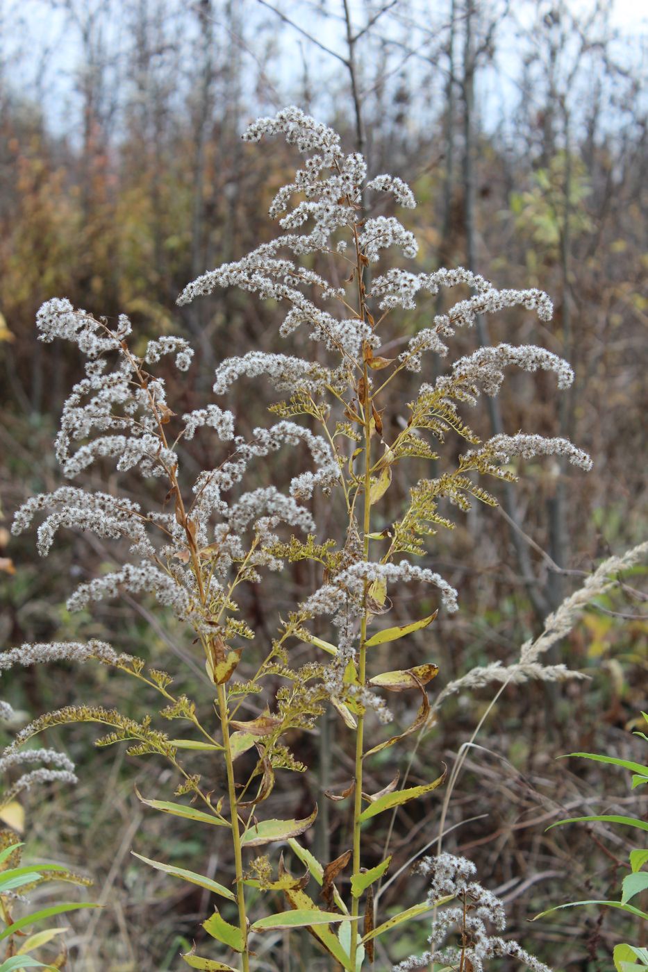 Image of Solidago canadensis specimen.