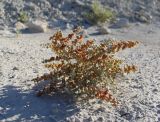 Salsola gossypina