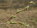 Salix pseudopentandra