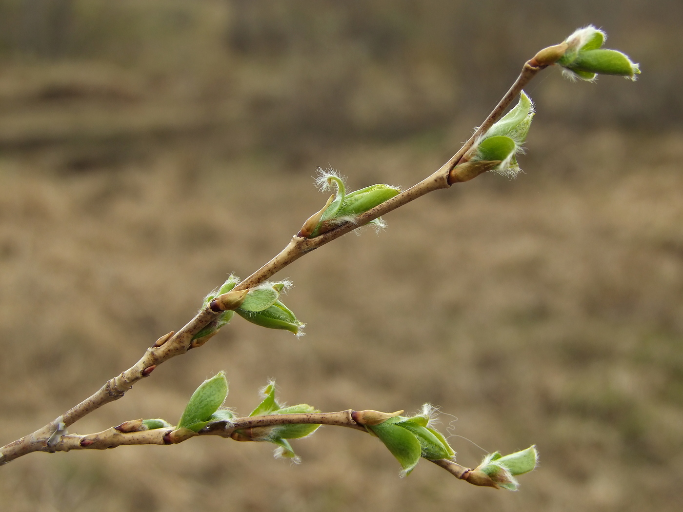 Изображение особи Salix pseudopentandra.