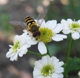 Pyrethrum parthenium