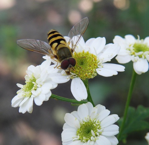 Изображение особи Pyrethrum parthenium.