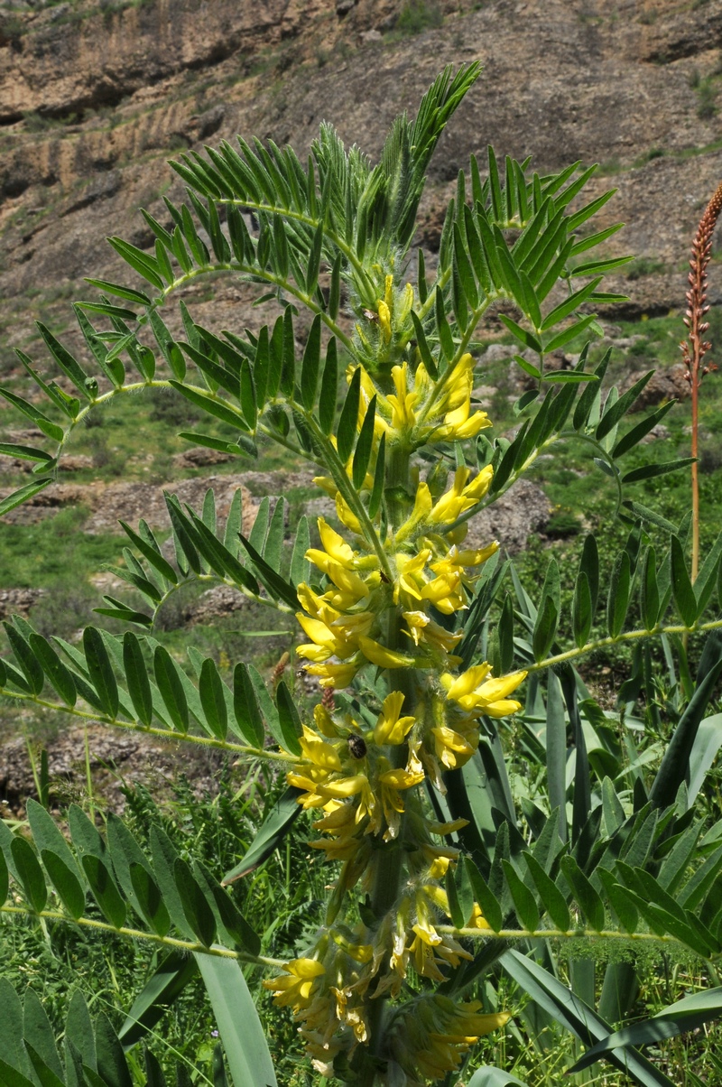 Изображение особи Astragalus sieversianus.