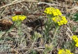 Alyssum lenense. Цветущие растения. Иркутская обл., Боханский р-н, окр. с. Бохан, остепнённый склон. 06.05.2018.