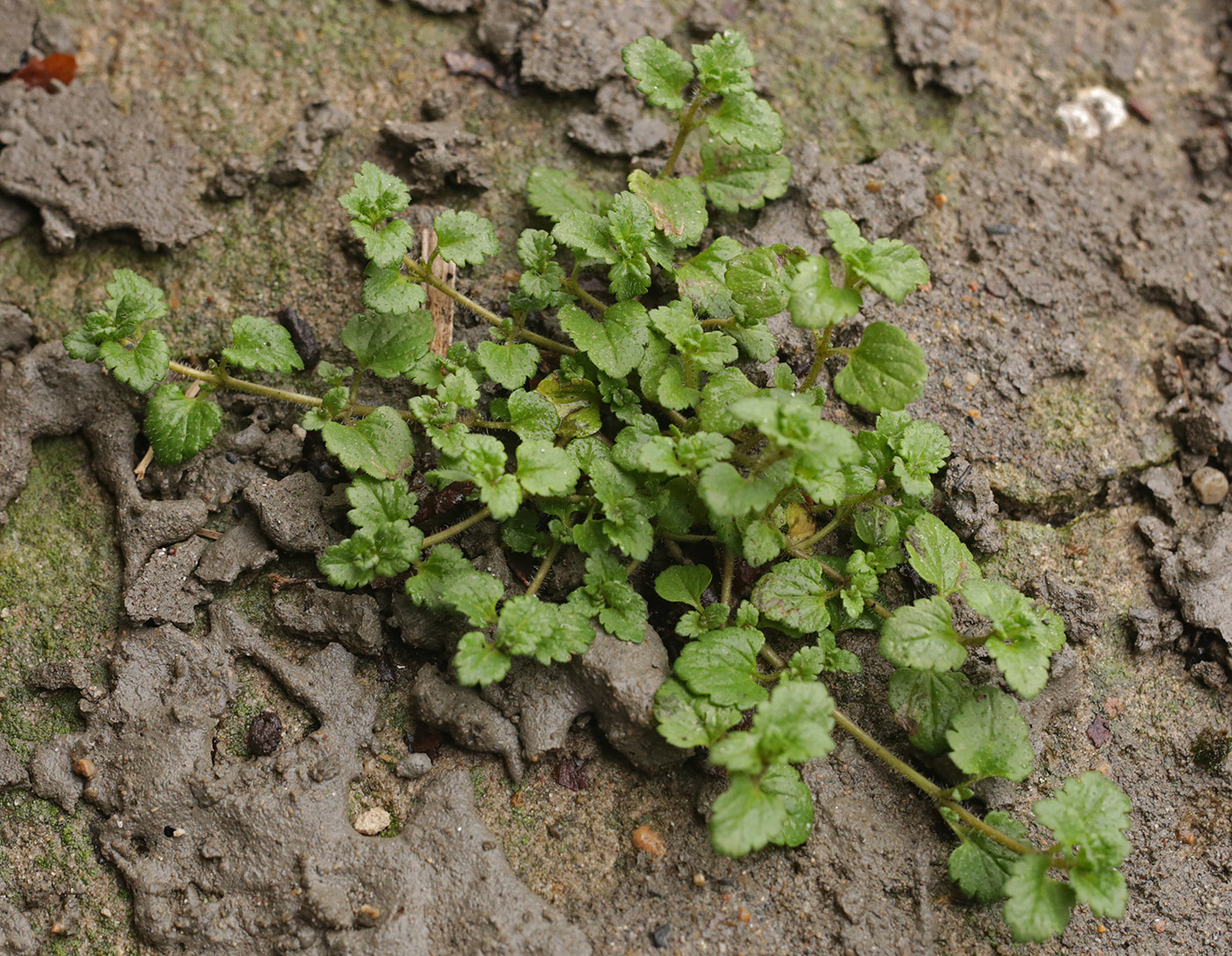 Image of Veronica polita specimen.