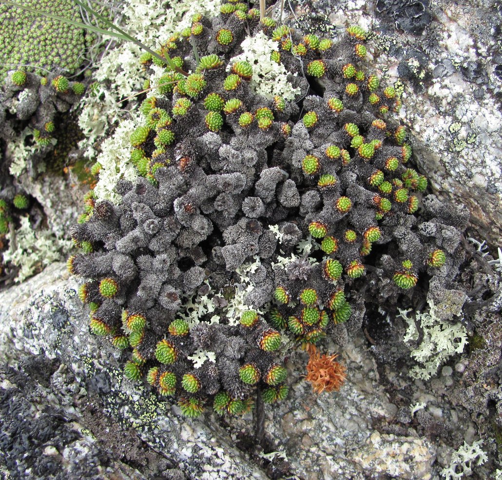 Изображение особи Saxifraga unifoveolata.