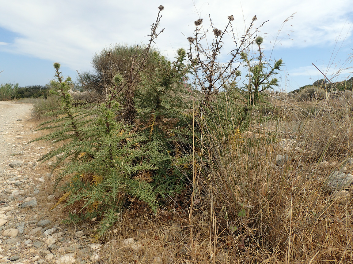 Image of Echinops spinosissimus specimen.