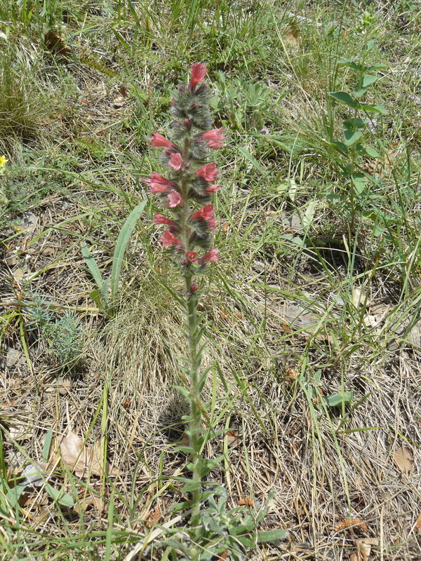 Изображение особи Echium popovii.