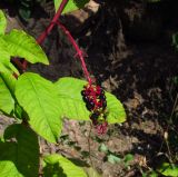 Phytolacca americana. Часть веточки с соплодием. Германия, г. Heidelberg, обочина Философской тропы. 08.08.2012.